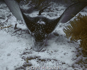 Spotted Eagle Ray looking for something to eat. by Chris Miskavitch 